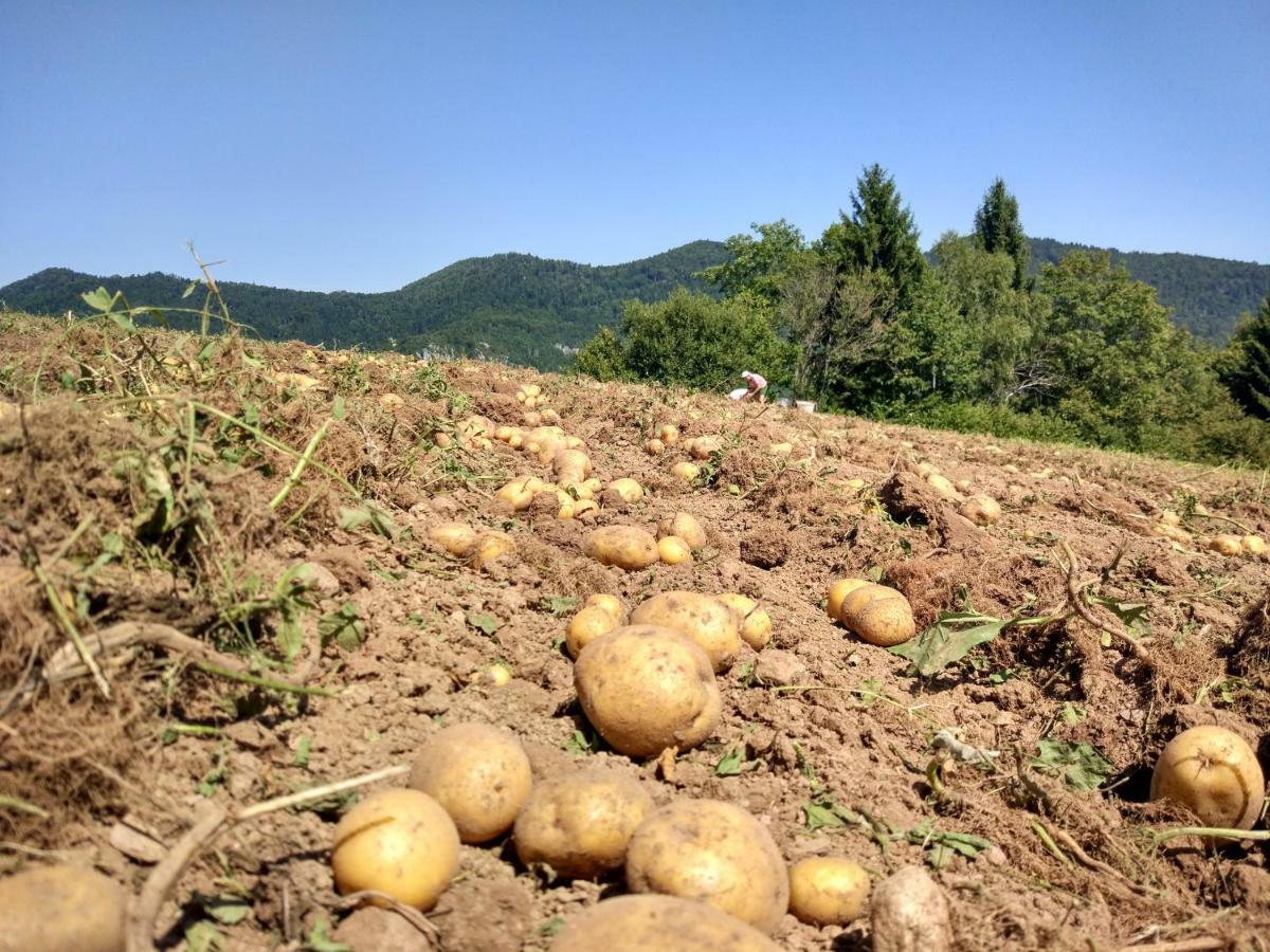 Tourist Farm Strle * Cerknica