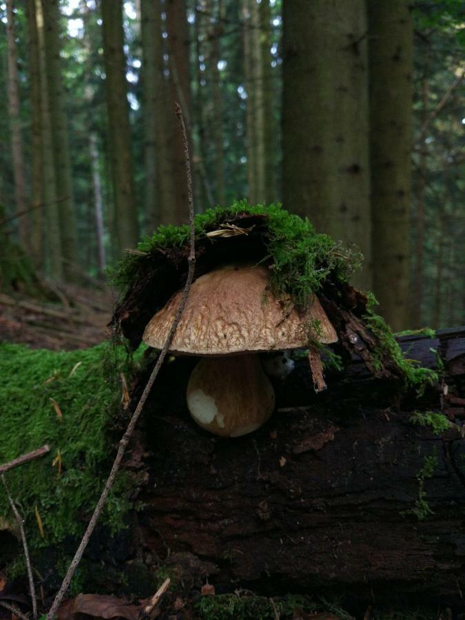 Tourist Farm Strle With Great Local Food * Cerknica